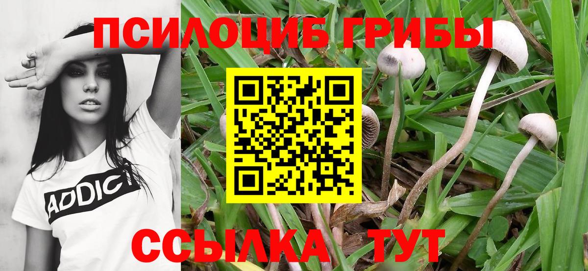 Псилоцибиновые грибы прущие грибы Псков